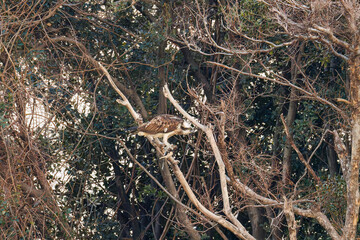 魚を捕らえ掴んだまま飛翔する美しいミサゴ（タカ科）
英名学名：osprey (Pandion haliaetus)
ボラを捕まえた。
Caught a Flathead Gray Mullet (Mugil cephalus).
東京都大田区東京港野鳥公園-2025年
