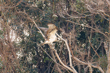 魚を捕らえ掴んだまま飛翔する美しいミサゴ（タカ科）
英名学名：osprey (Pandion haliaetus)
ボラを捕まえた。
Caught a Flathead Gray Mullet (Mugil cephalus).
東京都大田区東京港野鳥公園-2025年
