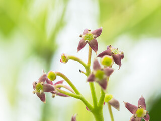 春の山　アオキの雄花アップ05