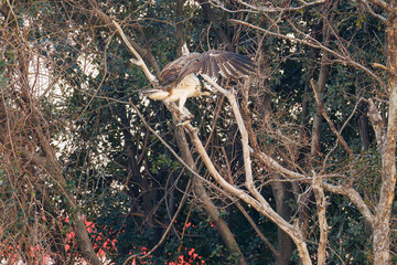 魚を捕らえ掴んだまま飛翔する美しいミサゴ（タカ科）
英名学名：osprey (Pandion haliaetus)
ボラを捕まえた。
Caught a Flathead Gray Mullet (Mugil cephalus).
東京都大田区東京港野鳥公園-2025年
