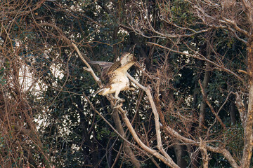 魚を捕らえ掴んだまま飛翔する美しいミサゴ（タカ科）
英名学名：osprey...
