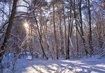 Winter sunset in a snow-covered park, with orange sunlight filtering through the bare branches of the trees casting shadows on the snow