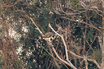 魚を捕らえ掴んだまま飛翔する美しいミサゴ（タカ科）
英名学名：osprey (Pandion haliaetus)
ボラを捕まえた。
Caught a Flathead Gray Mullet (Mugil cephalus).
東京都大田区東京港野鳥公園-2025年
