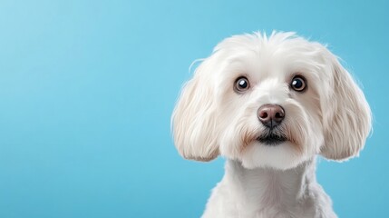 Close-up of a fluffy white dog.  A charming, curious-looking small dog with a soft white coat against a vibrant blue backdrop.  