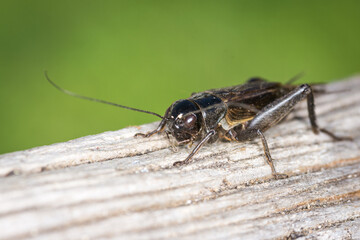 Closeup of a black cricket on a wooden post