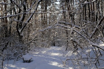 A narrow path through a snow-covered park at sunset on a winter evening, with the sunlight casting shadows of the trees on the white snow