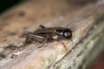 Fototapeta premium Closeup of a black cricket on a wooden post