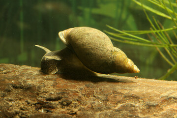 Marsh Pondsnail (Stagnicola elodes) underwater in a pond, crawling along a dead log with aquatic vegetation in the background, macro close-up.  © TroutFodder