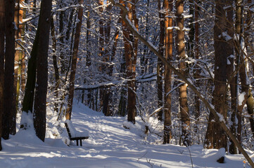 A narrow path through a snow-covered park at sunset on a winter evening, with the sunlight casting shadows of the trees on the white snow