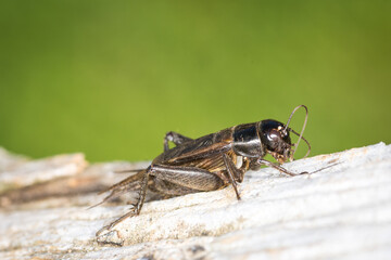 Closeup of a black cricket on a wooden post