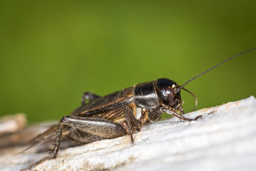 Closeup of a black cricket on a wooden post