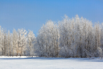 Winter forest on the bank of a frozen river. Cold weather. Trees covered with frost. Floodplain forest.