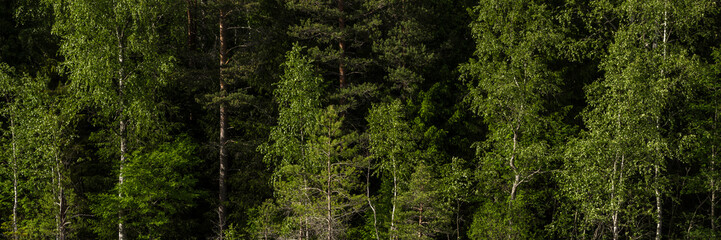 Summer forest landscape. Wide panorama with green tree crowns. Mixed forest. Beautiful panoramic natural background.