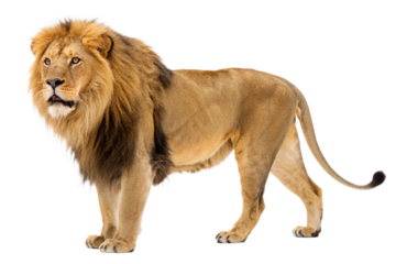 Majestic Lion Standing Tall A Powerful Wildlife Image