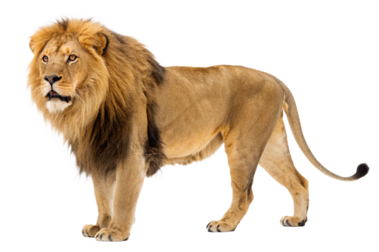 Majestic Lion Standing Tall A Powerful Wildlife Image