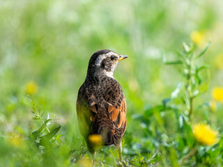 地面を歩くツグミ