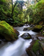 Obraz premium rain forest, long exposure of river 