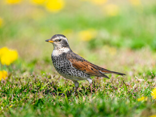 Fototapeta premium 地面を歩くツグミ