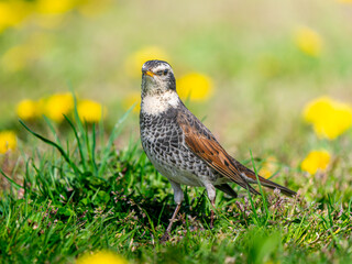地面を歩くツグミ