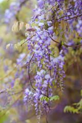 初夏の訪れとともに藤棚が満開を迎える