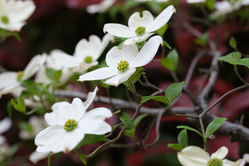 初夏の街を彩るハナミズキの花