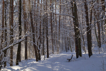 A narrow path through a snow-covered park at sunset on a winter evening, with the sunlight casting shadows of the trees on the white snow