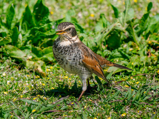 地面を歩くツグミ