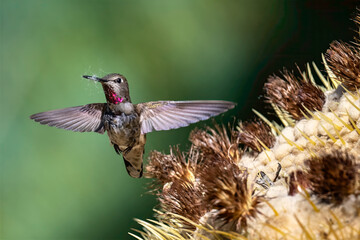 Anna’s Hummingbird (Calypte anna) in mid-flight as it collects plant fibers from a Golden Barrel Cactus (Echinocactus grusonii) for nest-building. 