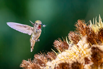 Anna’s Hummingbird (Calypte anna) in mid-flight as it collects plant fibers from a Golden Barrel Cactus (Echinocactus grusonii) for nest-building.  © Leon Burda