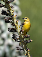 Hooded Orioles (Icterus cucullatus) female perched on the bloom stalk of a flowering agave plant