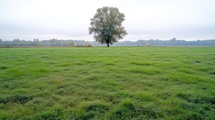 Obraz premium Single tree in a vast grassy field under a light, overcast sky