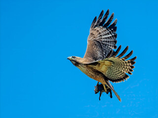 A Red-tailed Hawk (Buteo jamaicensis) glides through a vibrant blue sky with freshly caught prey - California ground squirrel