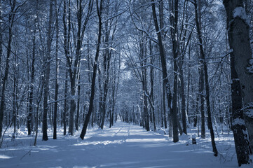 A narrow path through a snow-covered park at sunset on a winter evening, with the sunlight casting shadows of the trees on the white snow