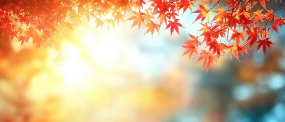 Fototapeta premium Vibrant red maple leaves against a sunny, blurred background. Warm fall feel