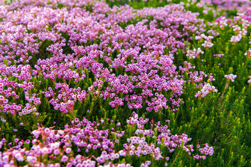 Meadow with wildflower of mountain heather flower in nature. Summer nature. Flowering plant. Flower flowering background. Mountain heather blossom. Pink mountain heather meadow flower