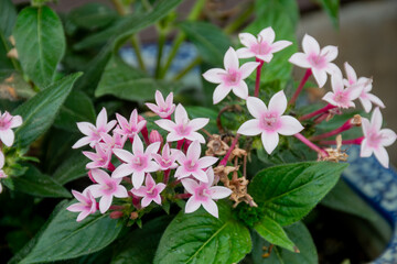 カワイイピンクのペンタスの花
