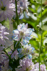 水色の花弁の八重咲きのデルフィニューム
