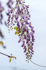 初夏の訪れとともに藤棚が満開を迎える