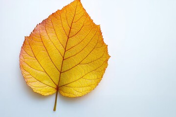 Fototapeta premium A vibrant yellow leaf displays intricate vein patterns against a clean, bright background