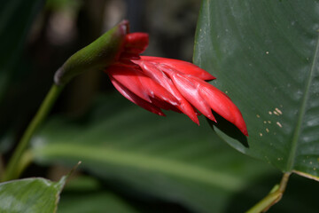 ウラベニショウ　ストロマンセ