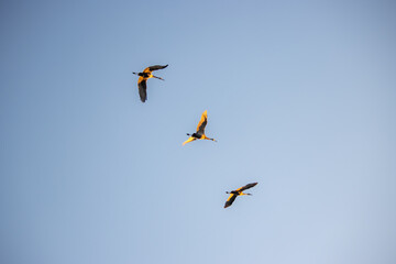 Three strorks flying in the evening sunshine