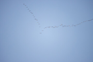 blue sky with a flock of geese