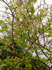 A tree with numerous thin branches covered in small green leaves and delicate white blossoms. The background features a mix of sky and other vegetation. 