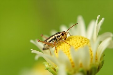 Tiny grasshopper camouflaged on a daisy bloom