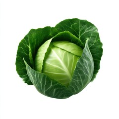 Obraz premium Fresh green cabbage close up isolated on white background