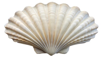 White elegant sea jacobean scallop shel isolated on white background