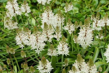 Delicate white flowers of Cape Cowslip, clustered in dense, cone-shaped blooms against a backdrop of vibrant green foliage.