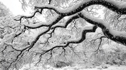 Obraz premium Snowy winter branches of a japanese maple tree.
