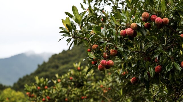 Organic lychee fruits hanging on tree branches in lush orchard under clear blue sky in Fujian, China. Wide-angle view showcasing red and green lychees with fresh leaves and vibrant natural abundance.