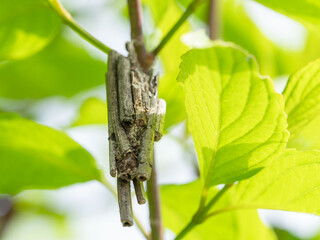 新緑とぶら下がる蓑虫